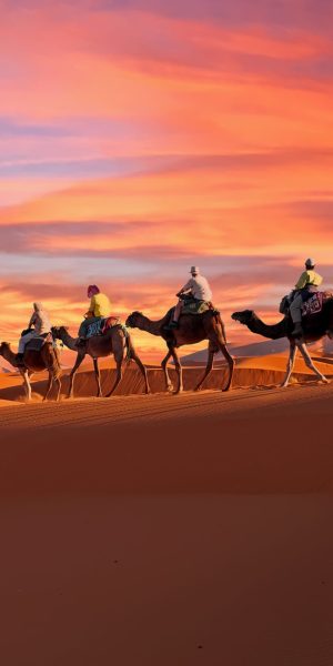 Camel caravan going through the Sahara desert in Morocco at sunset